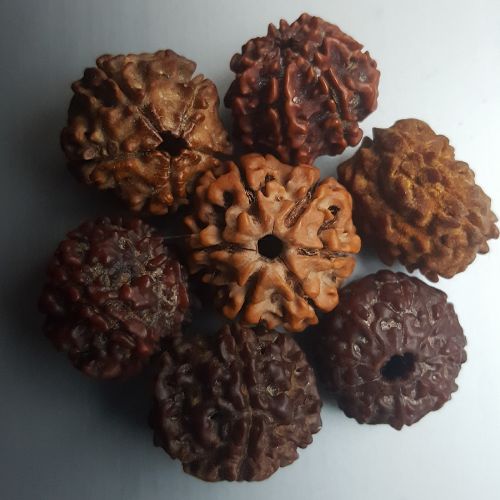 1 Mukhi Rudraksha